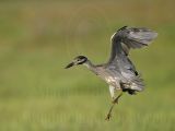 Yellow-crowned Night-Heron: On the Wing