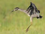 _MG_8565 Yellow-crowned Night-Heron.jpg