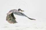 _MG_8789 Yellow-crowned Night-Heron.jpg