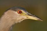 _MG_0165crop Black-crowned Night-Heron.jpg