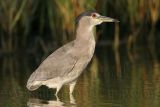 _MG_0459 Black-crowned Night-Heron.jpg
