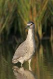 _MG_0465 Black-crowned Night-Heron.jpg