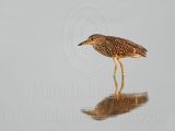 _MG_3448 Black-crowned Night-Heron.jpg