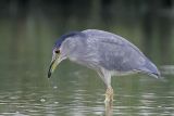 _MG_8003 Black-crowned Night-Heron.jpg