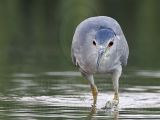 _MG_8028 Black-crowned Night-Heron.jpg