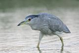 _MG_8045 Black-crowned Night-Heron.jpg