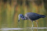 _MG_0295 Little Blue Heron.jpg