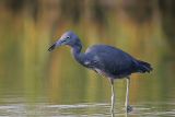 _MG_0299 Little Blue Heron.jpg