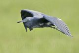 _MG_2164 Little Blue Heron.jpg