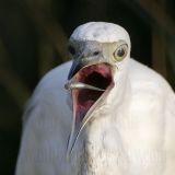 _MG_2914crop Little Blue Heron.jpg