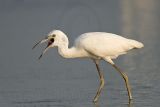 _MG_4041 Little Blue Heron.jpg