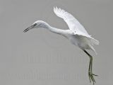 _MG_7924 Little Blue Heron.jpg