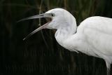 _MG_8138 Little Blue Heron.jpg