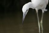_MG_8214 Little Blue Heron.jpg