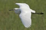 _MG_2085 Snowy Egret.jpg