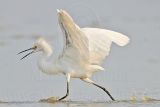 _MG_3028 Snowy Egret.jpg