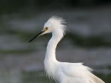 _MG_4872 Snowy Egret.jpg