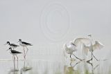 _MG_9435 Snowy Egret.jpg