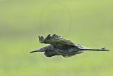 _MG_1200 Reddish Egret.jpg