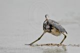 _MG_1023 Tricolored Heron.jpg