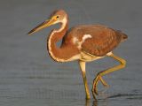 _MG_3316 Tricolored Heron.jpg