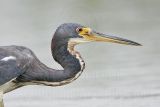 _MG_7804 Tricolored Heron.jpg