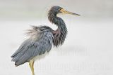 _MG_7836 Tricolored Heron.jpg