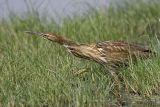 _MG_9331 American Bittern.jpg