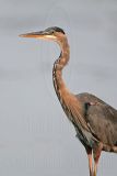 _MG_5030 Great Blue Heron.jpg