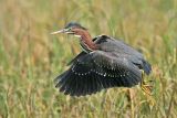 _MG_0601 Green Heron.jpg