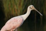 _MG_0019 Roseate Spoonbill.jpg