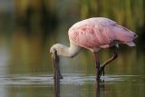 _MG_0115 Roseate Spoonbill.jpg