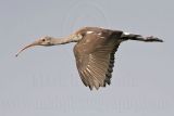 _MG_1143 White Ibis.jpg