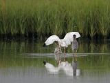 _MG_8311 White Ibis.jpg