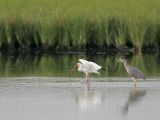 _MG_8360 White Ibis.jpg