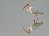 _MG_8559 White Ibis.jpg