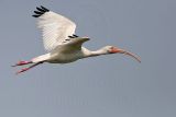 _MG_9409 White Ibis.jpg