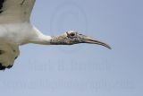 Wood Stork: On the Wing