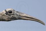 _MG_1442 crop Wood stork.jpg