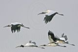 _MG_8470 Wood stork.jpg