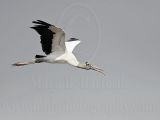 _MG_9060 Wood stork.jpg