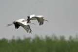 _MG_9155 Wood stork.jpg