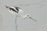 _MG_7461 American Avocet.jpg