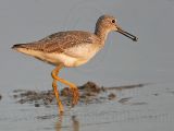 _MG_3441 Greater Yellowlegs.jpg