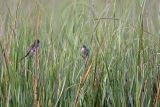 _MG_7106 Seaside Sparrow.jpg