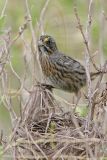 _MG_8871 Seaside Sparrow.jpg