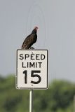 _MG_8700 Turkey Vulture.jpg