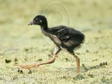 _MG_2443 Purple Gallinule.jpg