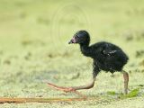 _MG_2479 Purple Gallinule.jpg