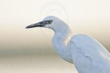 _MG_3214 Reddish Egret.jpg